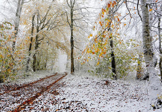 Toile de fond d'hiver d'arbre de neige d'automne pour la photographie