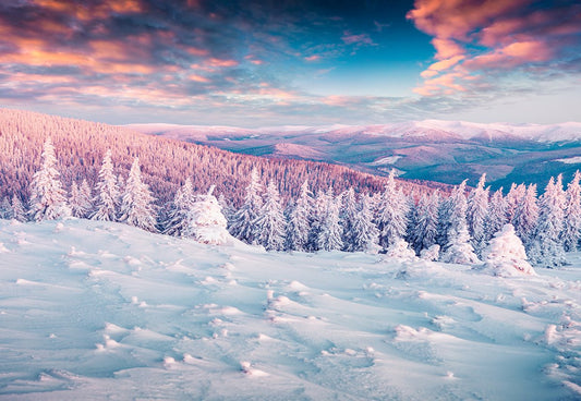 Toile de fond de forêt de couverture de neige d'hiver pour la photographie