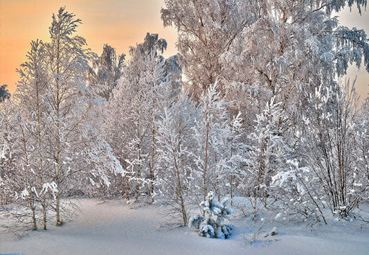 Toile de fond de branches d'hiver couverture de neige blanche de photographie d'arbre