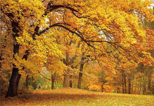 Toile de fond d'érable d'automne de feuilles mortes