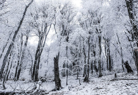 Toile de fond d'hiver blanc neige arbre pays des merveilles photographie