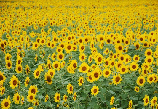 Toile de fond de photographie de tournesol d'été pour la photographie