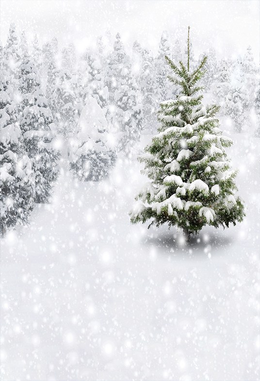 Toile de fond de forêt d'hiver avec des décors de sapins enneigés pour la photographie SBH0303