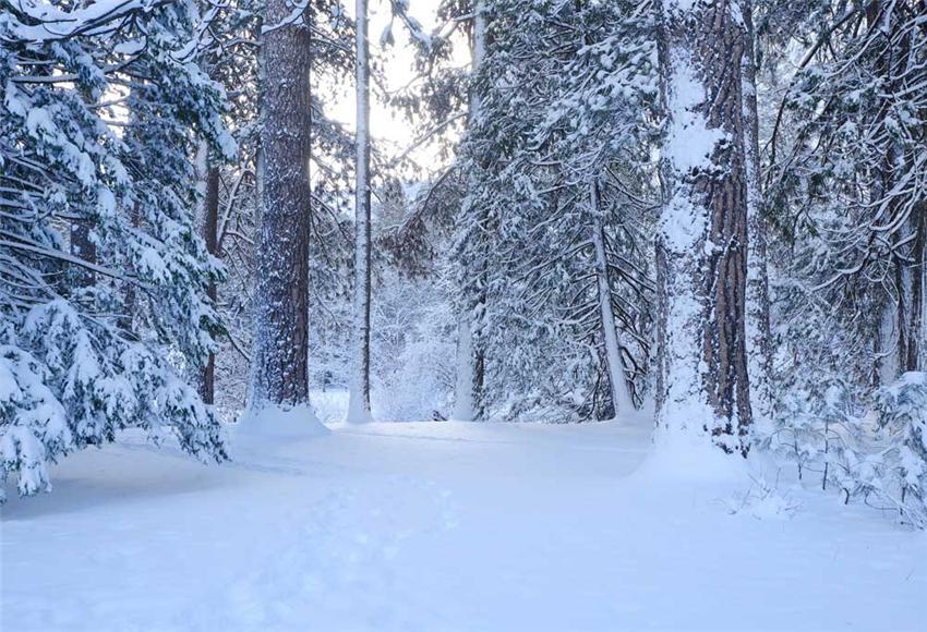 Toile de fond de photo d'hiver de forêt de neige pour Noël