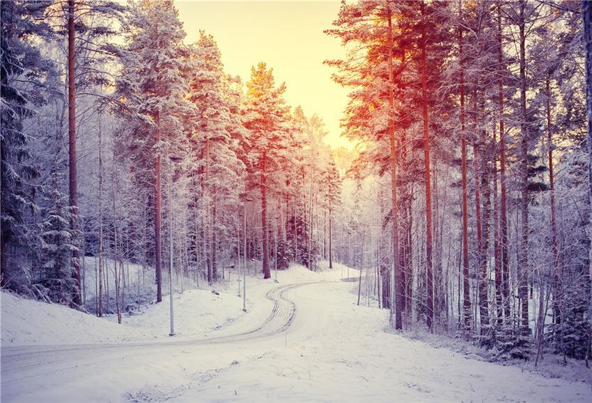 Toile de fond de pin de forêt d'hiver de coucher du soleil pour la photographie