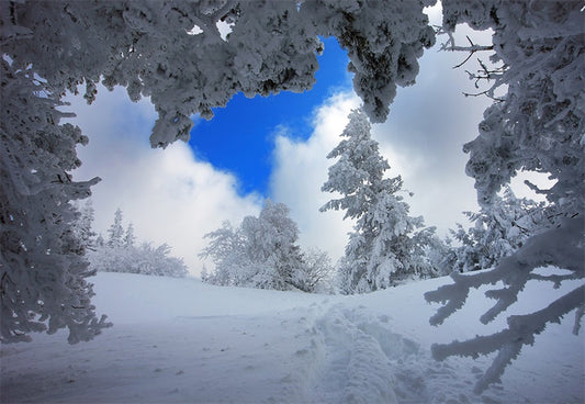 Toile de fond d'arbre de neige pour la photographie fond d'hiver