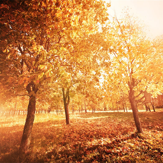 Toile de fond de photographie de coucher de soleil de forêt d'automne