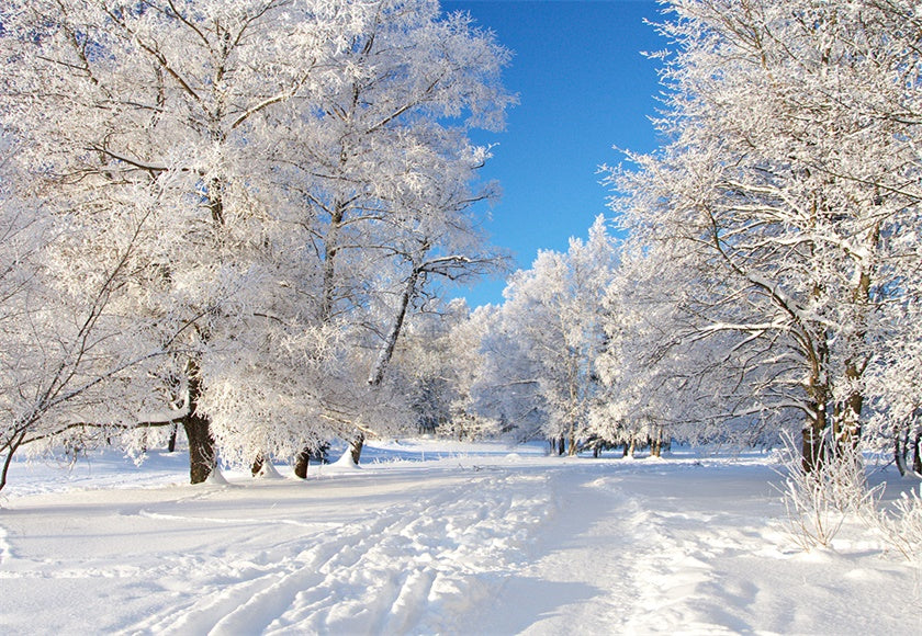 Toile de fond de couverture de neige blanche arbre photographie fond d'hiver