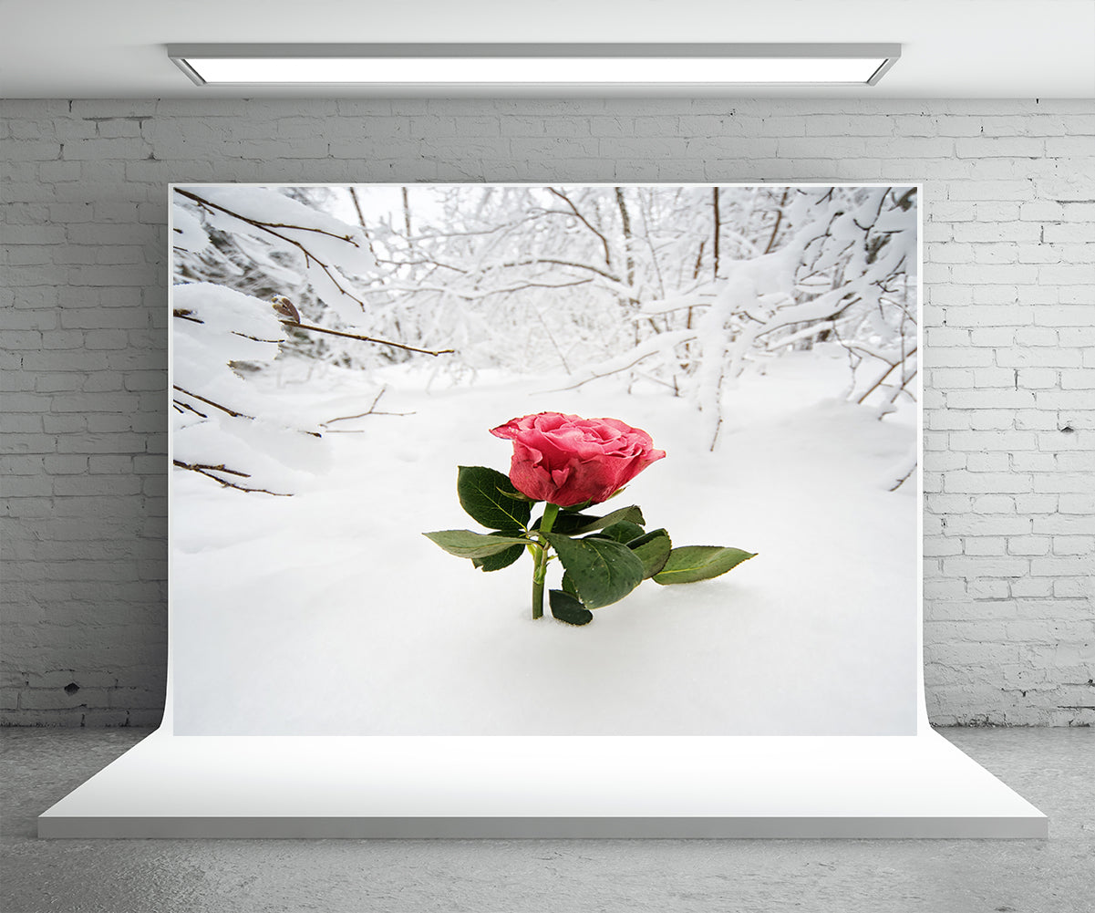 Toile de fond de photographie de neige rose rouge pour l'hiver