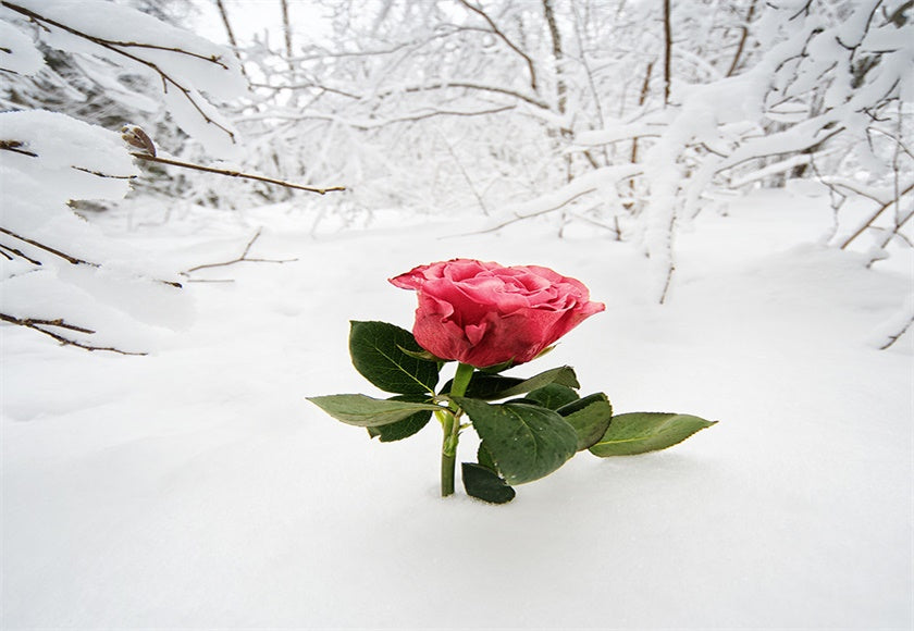 Toile de fond de photographie de neige rose rouge pour l'hiver