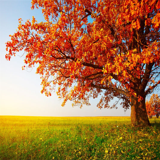 Toile de fond des feuilles rouges de la forêt d'automne