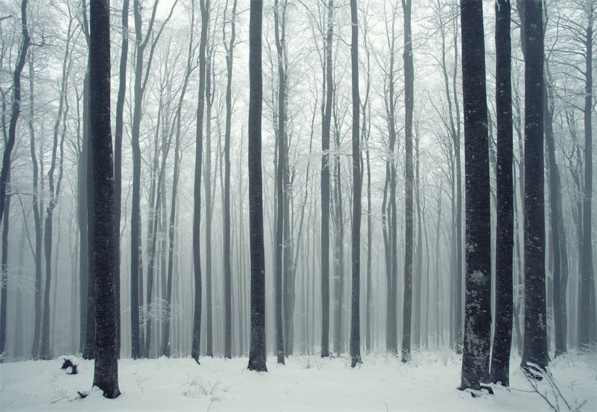 Toile de fond de photo de forêt de neige d'hiver