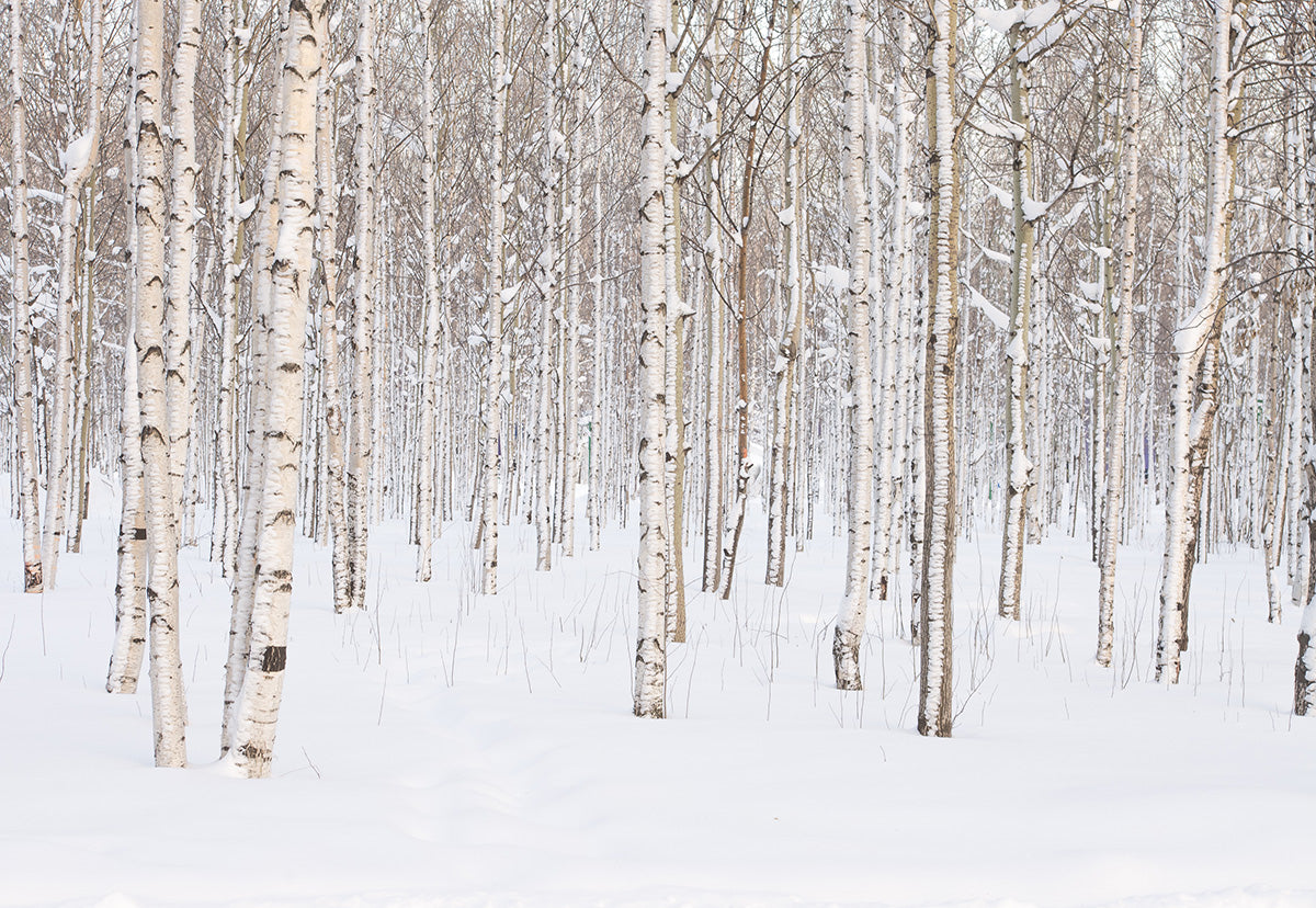 Toile de fond de couverture de neige forêt photographie fond d'hiver