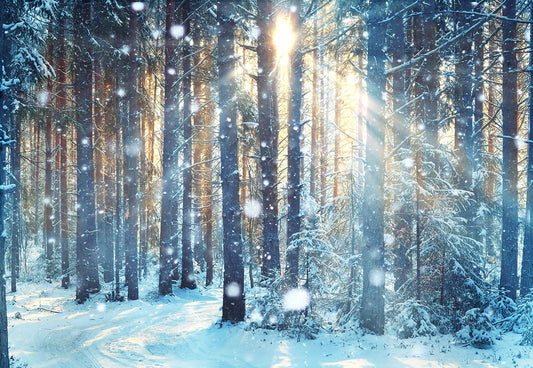 Toile de fond de photographie de forêt de lumière du soleil d'hiver fond de Noël