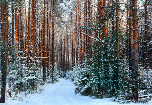 Toile de fond d'hiver forêt photographie fond de neige