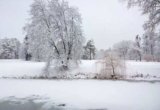 Toile de fond de photographie d'arbre de neige blanche pour l'hiver