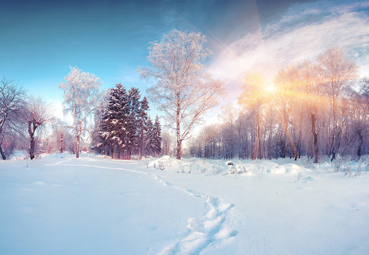 Toile de fond de photographie d'arbre de couverture de neige d'hiver