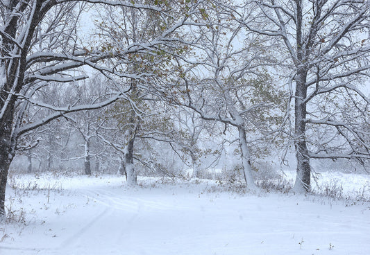 Toile de fond d'arbre de neige d'hiver pour la photographie