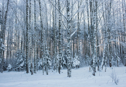 Toile de fond de photographie d'hiver de forêt de couverture de neige pour le studio