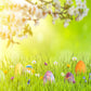 Toile de fond de printemps herbe fleurs vert Pâques décors