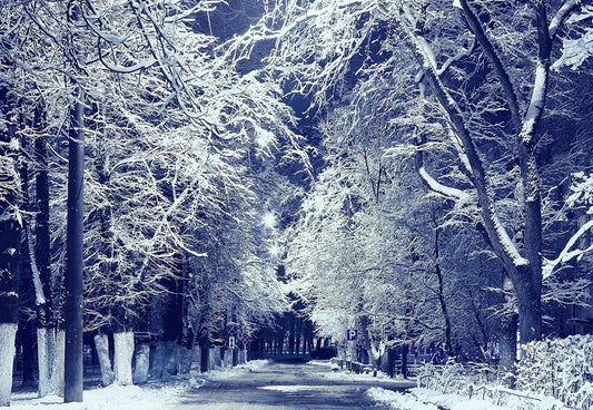 Toile de fond de branches d'hiver hiver nuit neige route photographie