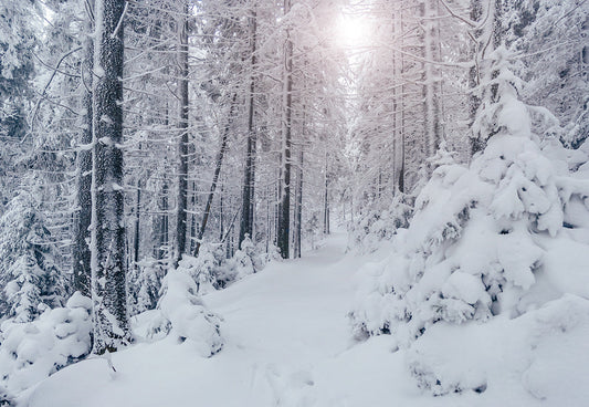 Toile de fond décors de forêt de neige d'hiver pour la photographie