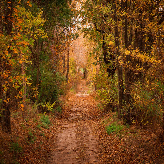 Toile de fond décors s de cabine photo de forêt d'automne pour la photographie