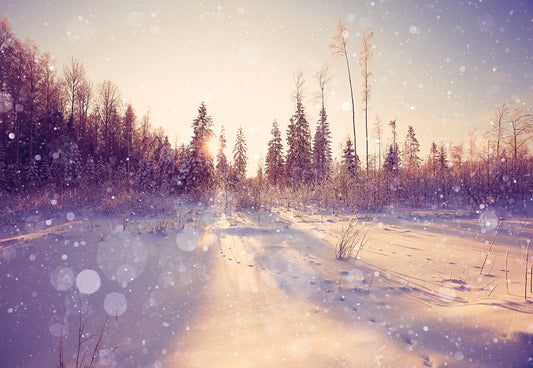 Toile de fond de photographie d'hiver de forêt enneigée