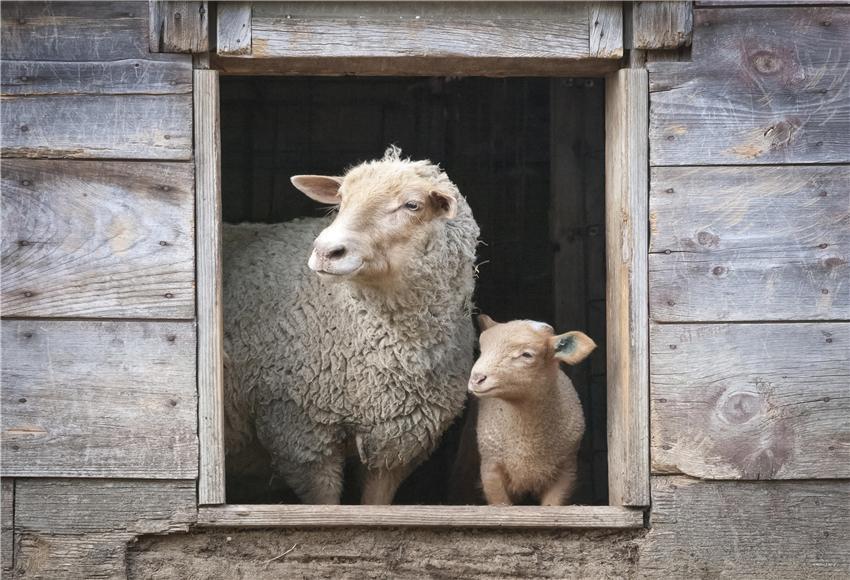 Toile de fond de maison des moutons en bois nature pour la photographie