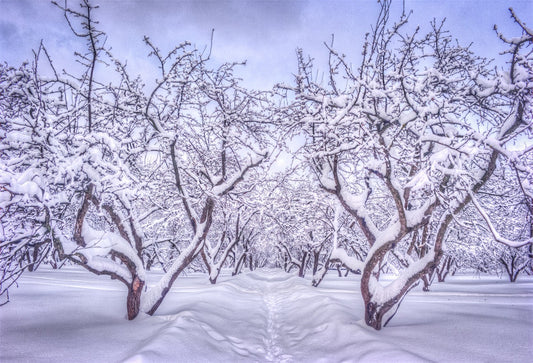 Branches Snow Winter Photography Backdrops for Chris