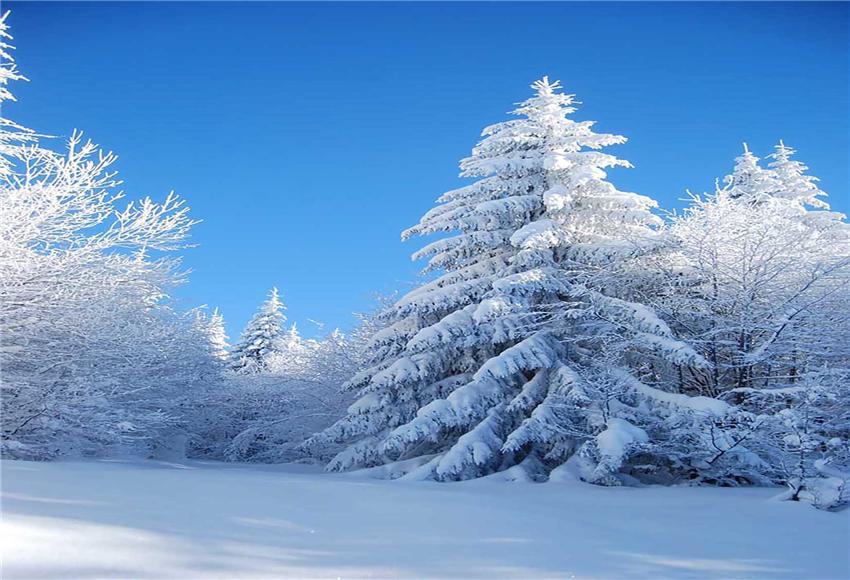 Toile de fond de forêt de neige d'hiver pour la photographie