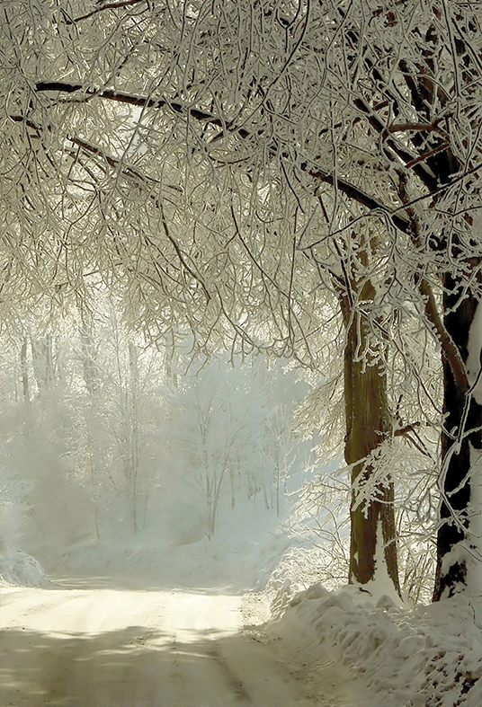 Toile de fond de route rurale d'hiver arbres gelés pour la photographie SBH0352