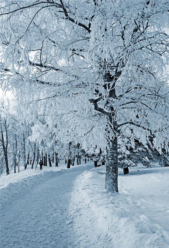 Toile de fond de studio photo d'arbre de neige d'hiver