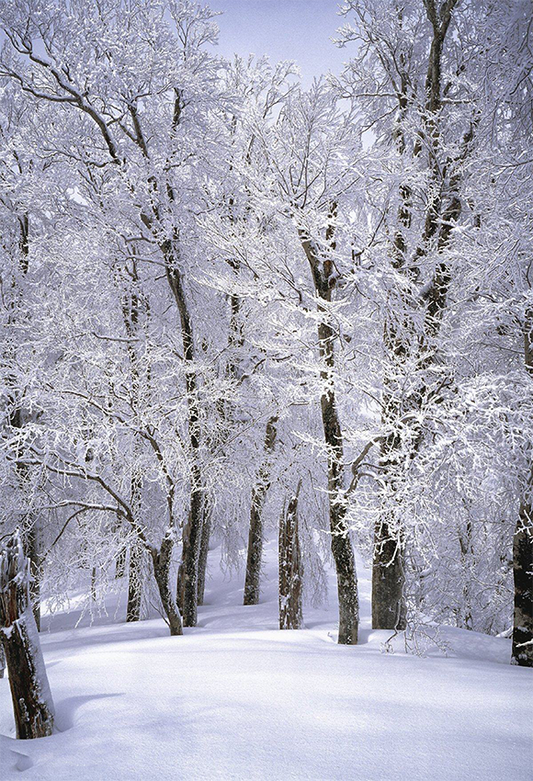 Toile de fond de photo de forêt d'hiver de neige blanche pour le studio