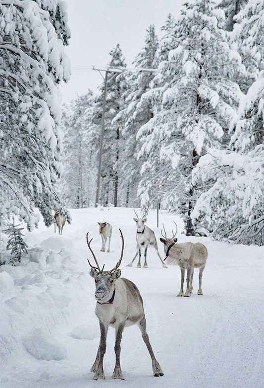 Toile de fond de photomaton de forêt d'élans d'hiver de neige blanche