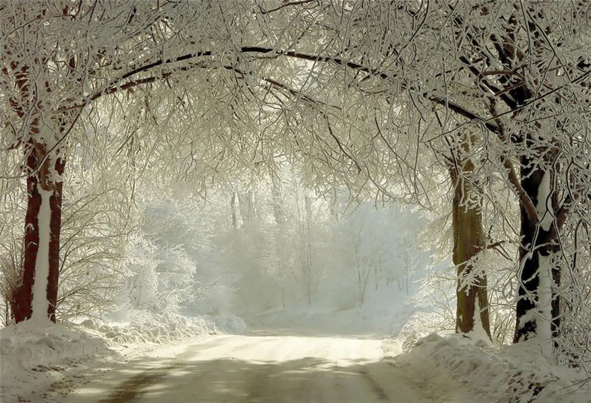 Toile de fond de photo de neige de branches d'hiver