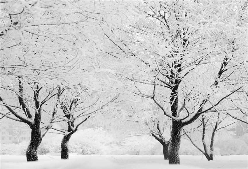 Toile de fond de photo d'hiver d'arbre de neige blanche